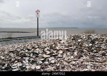 Discarded empty oyster shells on beach in Whitstable Kent England Stock Photo