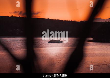 A scenic view of a ferry sailing in a river at sunset seen behind plant stems Stock Photo