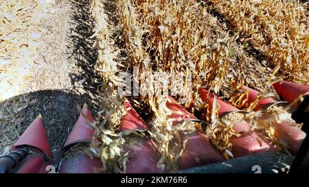 close up, View from cabin of big red combine harvester machine, filtering Fresh ripe corncobs from the leaves and stalks. harvesting process of corn field in early autumn. Agriculture. High quality photo Stock Photo