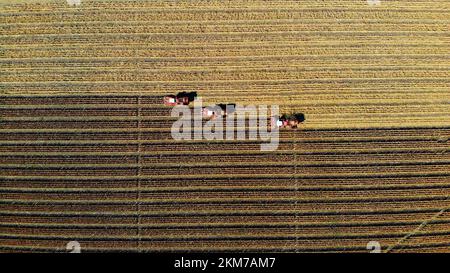 Aerial top view. three big red combine harvester machines harvesting corn field in early autumn. tractors filtering Fresh corncobs from the leaves and stalks. Aerial Agriculture. High quality photo Stock Photo