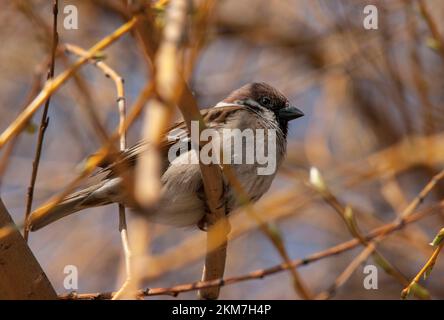 House sparrow (lat. Passer domesticus) on a branch in spring. Europe. Ukraine. Stock Photo