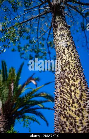 Mostly blurred closeup of floss silk tree trunk and prickly bark down up Stock Photo