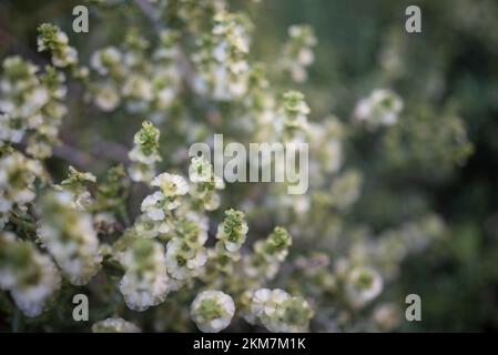 Small white flowers closeup. Eastern cottonbush bloom. Summer nature wallpaper Stock Photo