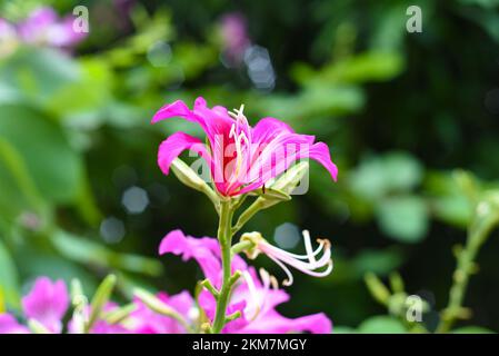 Hong Kong orchid tree or Bauhinia blakeana growing in Vietnam Stock Photo