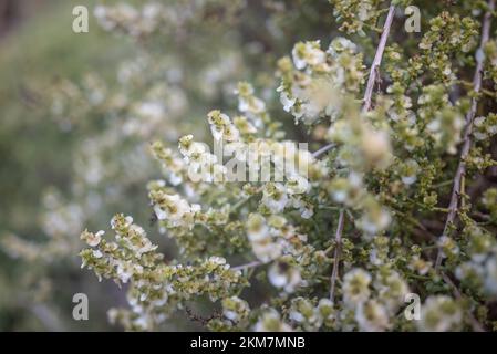 Small white flowers closeup. Eastern cottonbush bloom. Summer nature wallpaper Stock Photo
