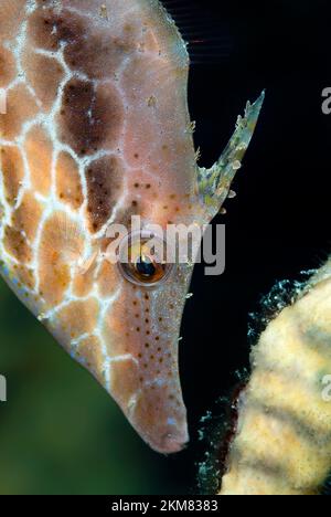 Slender filefish, (Monacanthus tuckeri) , Bonaire Stock Photo