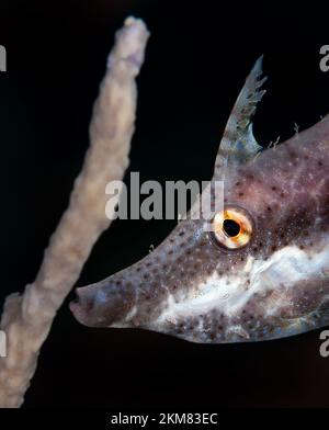 Slender filefish, (Monacanthus tuckeri) , Bonaire Stock Photo