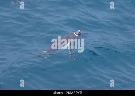 Gentoo Penguins swimming in the Antarctica water.  Close enough to the surface to see their outline. Stock Photo