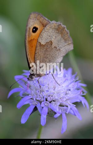 Meadow brown butterfly sitting on knautia flower Stock Photo