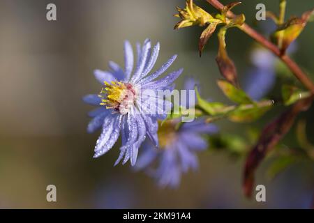 Aster flower closeup Stock Photo