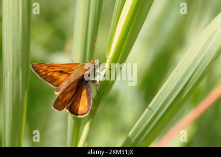 Large skipper sitting on grass Stock Photo