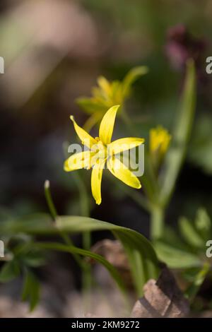 Gagea lutea, the Yellow Star-of-Bethlehem Stock Photo