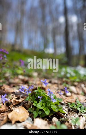 Spring landscape in Germany with violets, beech trees and wood anemones Stock Photo