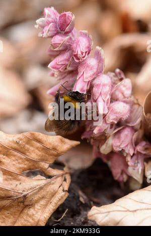 Buff-tailed Bumble Bee feeding on Lathraea squamaria, the common toothwort Stock Photo