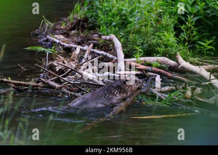 Wild beaver in a creek in Frankonia building a dam Stock Photo