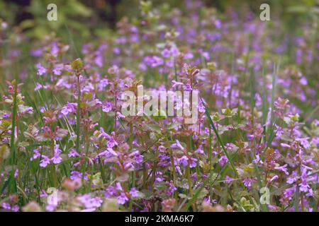 Melissa grown in a rustic farm garden. Melissa flowers in farming and harvesting. Flat bed into the farmland. Stock Photo