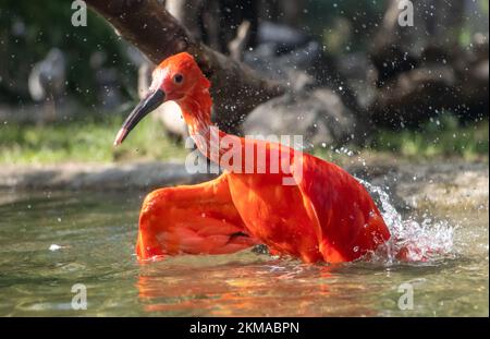 The scarlet ibis (Eudocimus ruber) in water Stock Photo