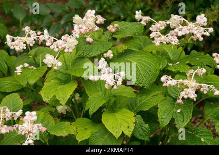 Deinanthe bifida, False Hydrangea, Garden, Long-lived, Hardy, Blooms, Blooming Stock Photo