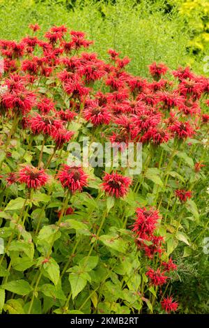 Beebalm, Flowers, Bergamot, Monarda Cambridge Scarlet, Blooming, Oswego tea, Plant, Herbaceous, Garden Stock Photo