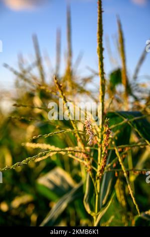 Row of sweet corn with pollen in a garden Stock Photo