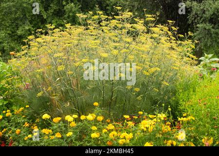 Bronze Fennel plant in garden Foeniculum vulgare 'Purpureum' perennial flower border fennel Stock Photo