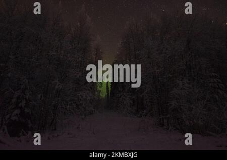 Night forest with starry sky. Northern lights among the trees Stock Photo