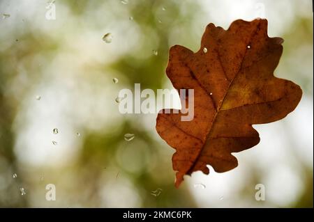 Yellow oak leaf stuck to outside of glass with some raindrops Stock Photo