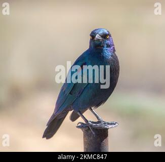 Cape glossy starling standing on a pole in the Kgalagdi Transfrontier Park in South Africa Stock Photo