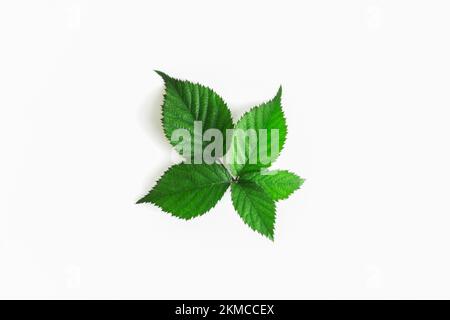 Blackberry leaf isolated on white background, with shadow. Stock Photo