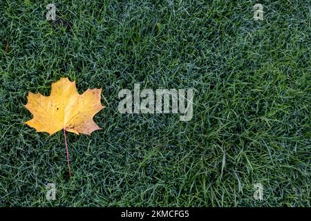 fallen leaf on  the wet grass in Autumn Stock Photo