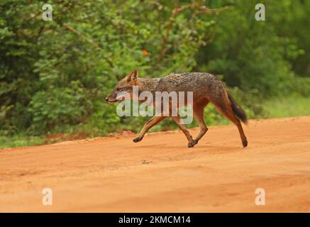 Golden Jackal (Canis aureus) adult running across track  Yala NP, Sri Lanka            December Stock Photo