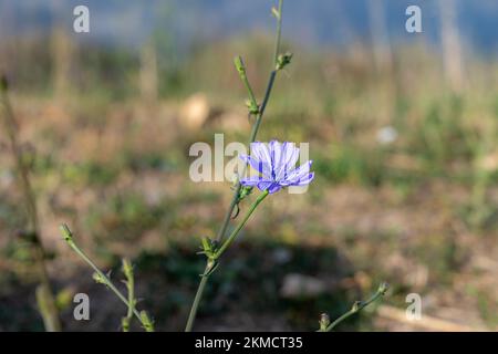 Anemone hepatica, Hepatica Nobilis, in bloom on the island of Veli Losinj, Croatia Stock Photo