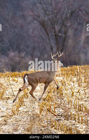 White-tailed deer buck (odocoileus virginianus) running through a Wisconsin cornfield, vertical Stock Photo