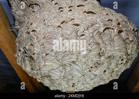 detail of wasps nest structure in thatched roof with dead wasps and ...