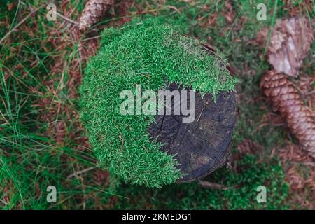 Stump overgrown with moss in the forest. Background Stock Photo