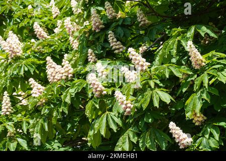 White flowers of blooming horse chestnut tree Stock Photo