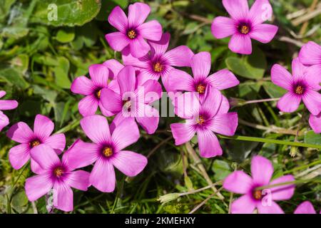Pink wildflowers blooming in spring Stock Photo