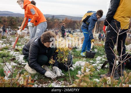 People plant new trees during the first of many mass reforestation events taking place in the Karst region of Slovenia. The region's forests are heavily damaged after a large wildfire burned around 3500 hectares of land in July. Over 800 volunteers, young and old took part in the event of planting new trees. Stock Photo