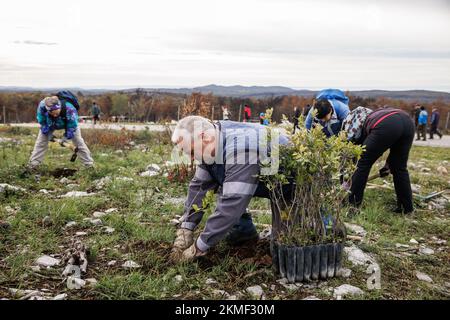 Cerje, Slovenia. 26th Nov, 2022. People plant new trees during the first of many mass reforestation events taking place in the Karst region of Slovenia. The region's forests are heavily damaged after a large wildfire burned around 3500 hectares of land in July. Over 800 volunteers, young and old took part in the event of planting new trees. (Photo by Luka Dakskobler/SOPA Images/Sipa USA) Credit: Sipa USA/Alamy Live News Stock Photo