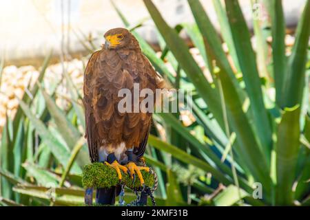 Brown color eagle, falcon sitting on a branch Stock Photo