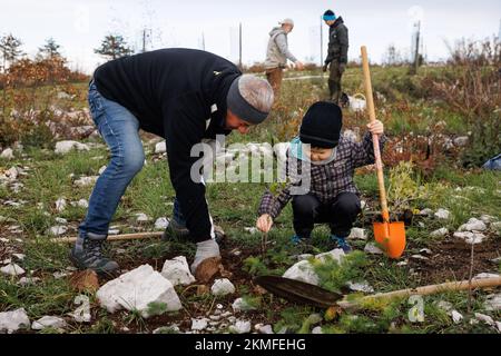 Cerje, Slovenia. 26th Nov, 2022. People plant new trees during the first of many mass reforestation events taking place in the Karst region of Slovenia. The region's forests are heavily damaged after a large wildfire burned around 3500 hectares of land in July. Over 800 volunteers, young and old took part in the event of planting new trees. (Credit Image: © Luka Dakskobler/SOPA Images via ZUMA Press Wire) Stock Photo