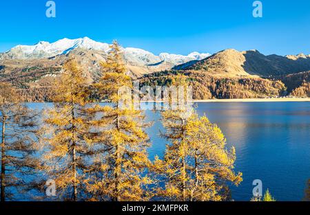 Larch trees with autumn foliage along lake Sils in Engadin Valley, Switzerland on a sunny day in October Stock Photo