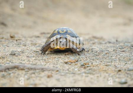 Hermann's tortoise crossing a path, Menorca, Balearic islands, Spain. Stock Photo