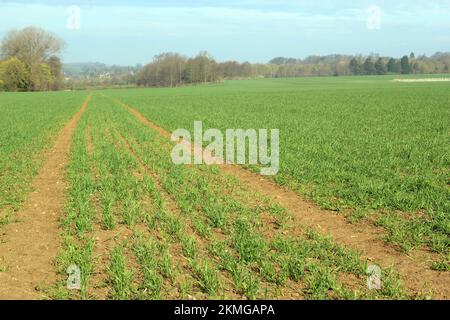New green shoots of corn crop growing in a farmer's field. Stock Photo