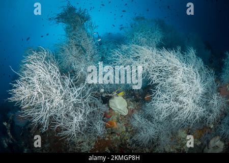 Beautiful large black coral reef - Antipatharians Stock Photo