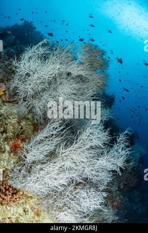 Beautiful large black coral reef - Antipatharians Stock Photo