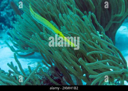 Yellow Trumpetfish on a tropical coral reef in Bonaire Marine Park Stock Photo