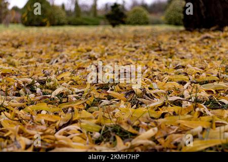 Fallen willow leaves lying on the grass Stock Photo
