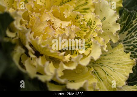 Ornamental cabbage in bright yellow in close-up Stock Photo