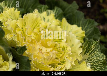 Ornamental cabbage in bright yellow in close-up Stock Photo